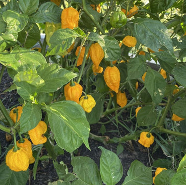 Yellow Fever Pepper Seeds - The Pepper Pantry (Formerly Marie Sharp's)